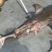 Shark attack in Sydney kills a person