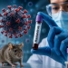 Kruiz laynerida hantavirus tarqalishi oqibatida uch kishi vafot etdi