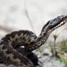 In Croatia, an alcoholic snake bit a person