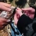 В Октябрьском из пожара спасли голубей