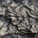A 450 Million-Year-Old Marine Creature Found in New York