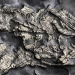 A 450 Million-Year-Old Marine Creature Found in New York