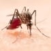 Chikungunya fever is spreading rapidly in China