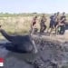 A camel was successfully rescued from the swamp in Nukus