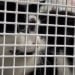 Кошка поехала в поезде до Гамбурга без билета