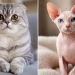 Scottish and Sphynx cats banned in the Netherlands