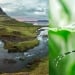 Mosquitoes detected for the first time in Iceland
