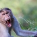 Wild monkey attack caused the death of a man