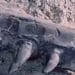Ancient Dinosaur Bones Found in Karakalpakstan