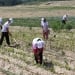 President regulated the efficient use of agricultural lands
