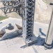 SpaceX готовится к выводу спутников Starlink V3 на орбиту с помощью Starship