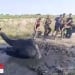 Nukusda botqoqdan tuya muvaffaqiyatli qutqarildi