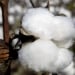 Industrial development will advance with cotton imports from the USA