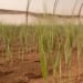 Russian scientists grew barley in Martian soil