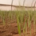 Russian scientists grew barley in Martian soil
