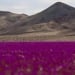 Atacama Desert is experiencing its annual blooming period