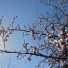 Spring weather is beginning in Uzbekistan: sunny and warm days are expected