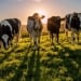 Australian model who transitioned from OnlyFans to farming