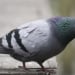 Threat letter sent to Jammu station via pigeon