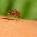 Diseases are increasing through mosquitoes in Europe