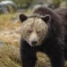 Grizzly bear attack: 11 people injured