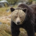Grizzly bear attack: 11 people injured