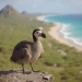 Colossal Biosciences revives the dodo bird