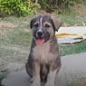 The puppy saved the lives of 67 people
