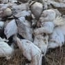 Fransiyada parranda grippi tarqalishiga qarshi yangi chora