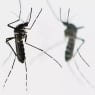 Guandunda chikungunya virusiga qarshi yangi usul qo‘llanmoqda