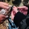 В Октябрьском из пожара спасли голубей