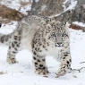 Hunting penalties for snow leopards in Tajikistan have been increased