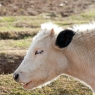 Lands for livestock will be allocated for Uzbek investors in Irkutsk