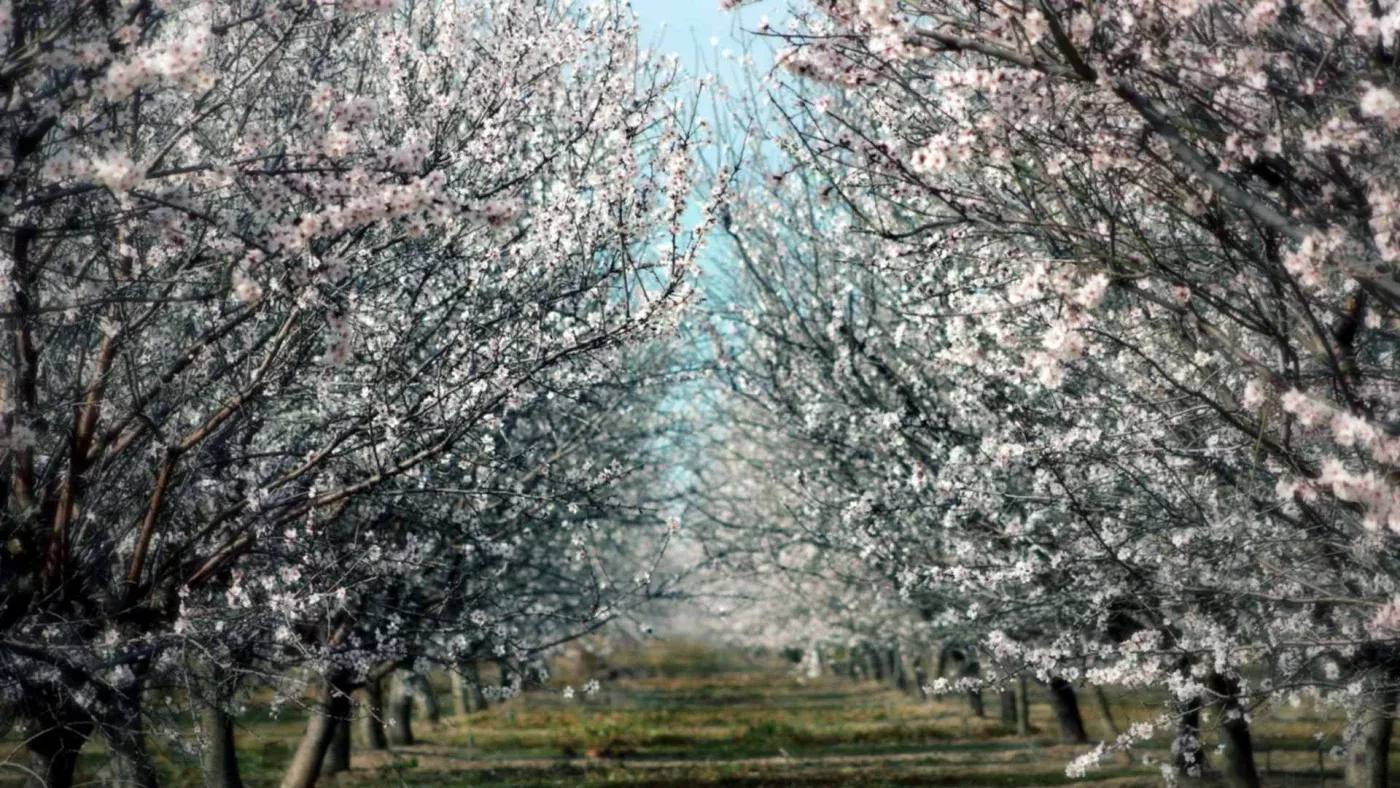 What will the weather be like in Uzbekistan during the week?