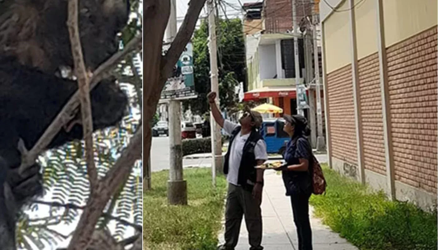 A monkey that stole money in Peru was captured by the police