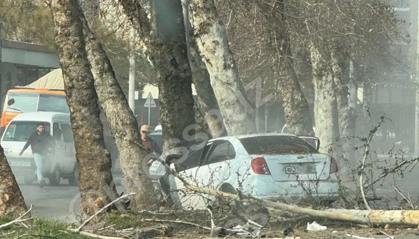 In Tashkent city, a Lacetti car crashed into a tree