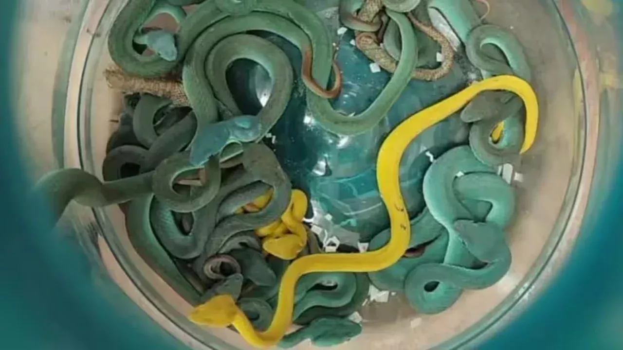A passenger was arrested at Mumbai airport with 47 poisonous snakes