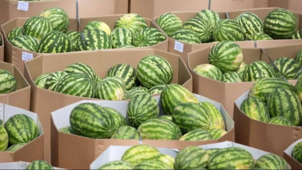 O‘zbekistonda tarvuz narxi 2,8 baravarga arzonlashdi