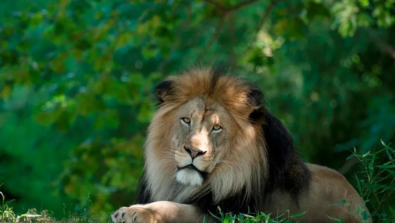 Lion attack in Lahore: woman and children injured