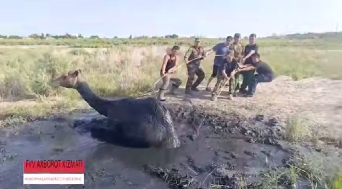 A camel stuck in the swamp was successfully rescued in Nukus