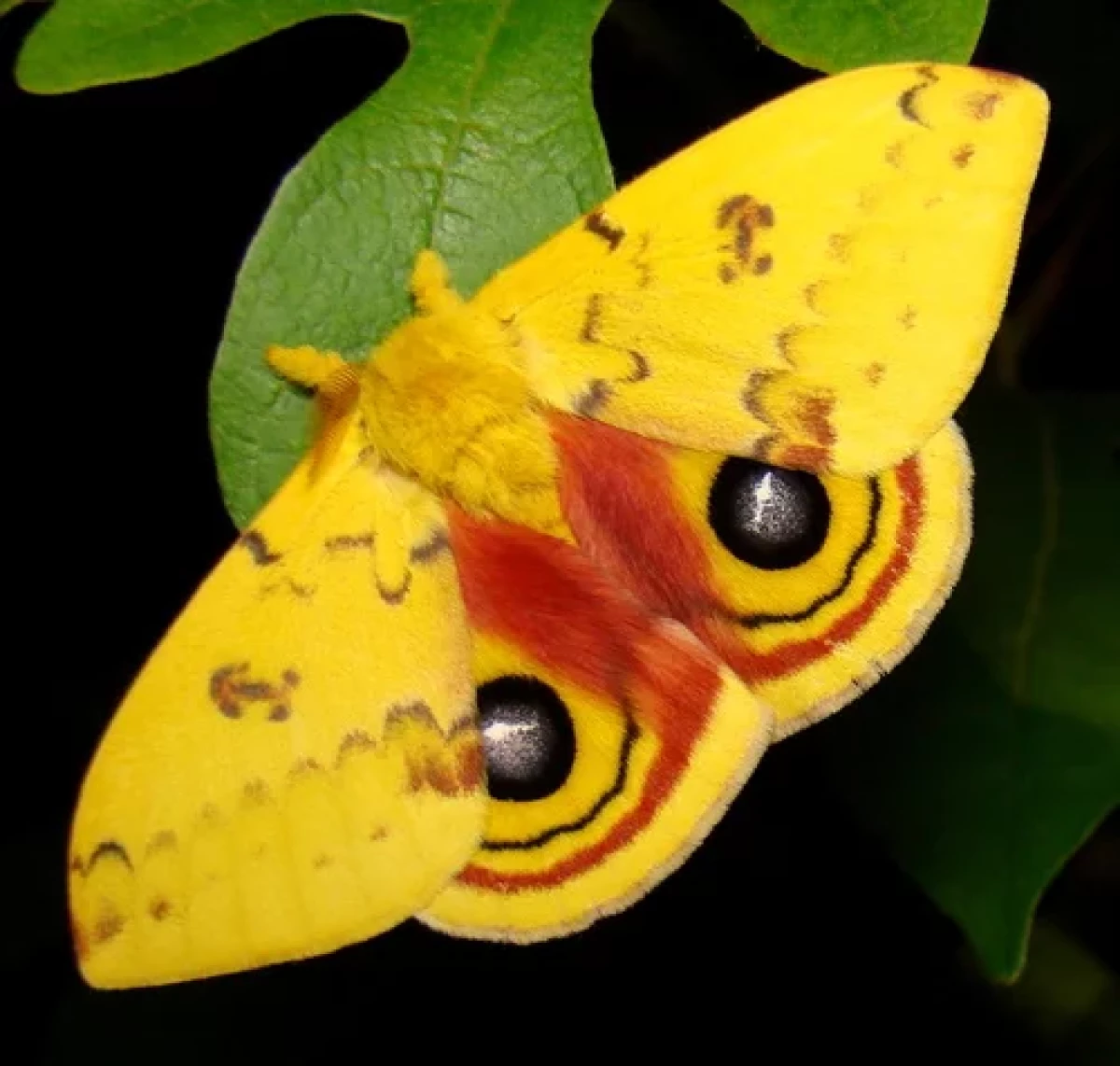 Plants signal animals with sound when stressed