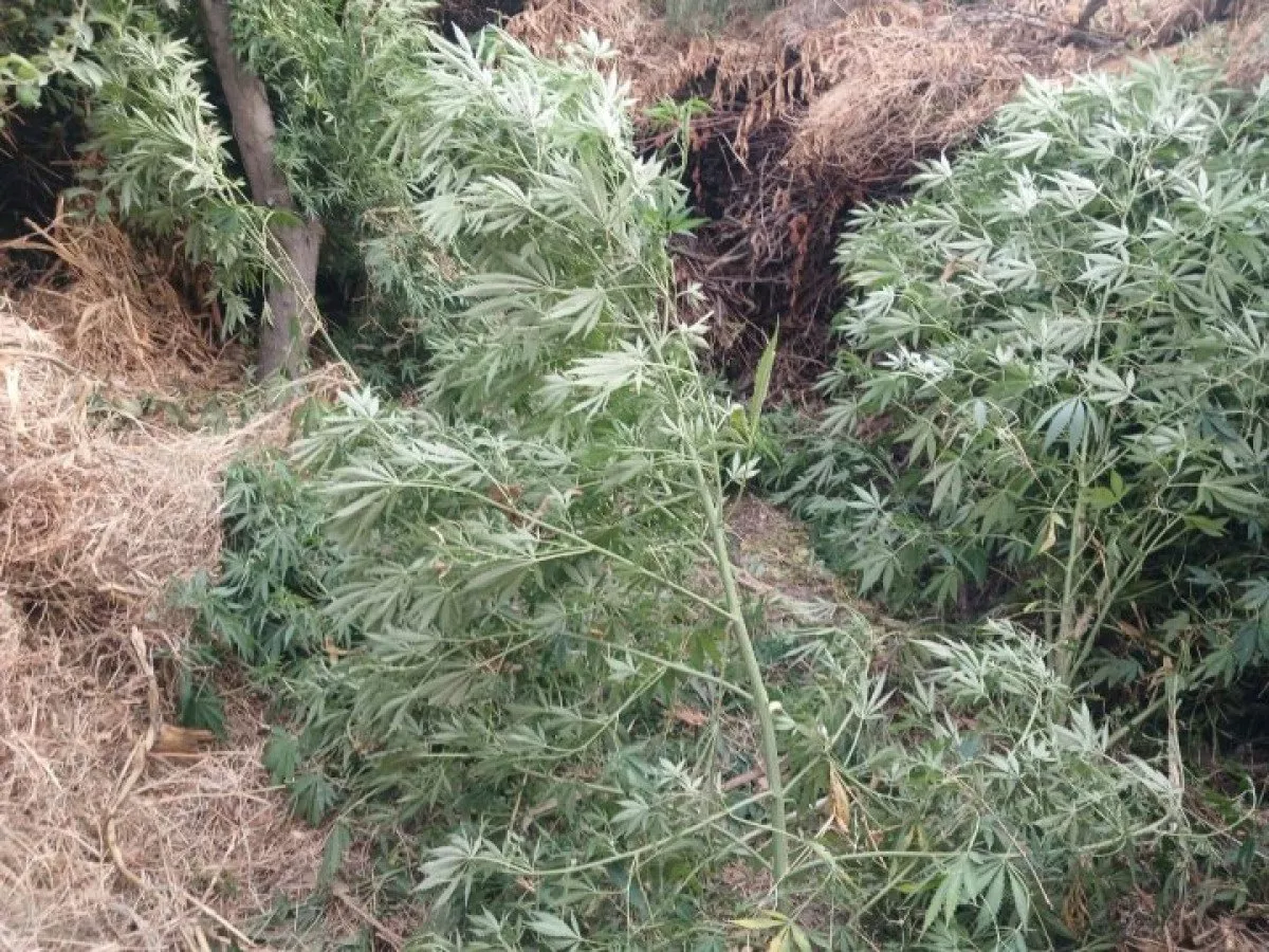 Farg‘onada kannabis yetishtirgan fuqaro qo‘lga olindi