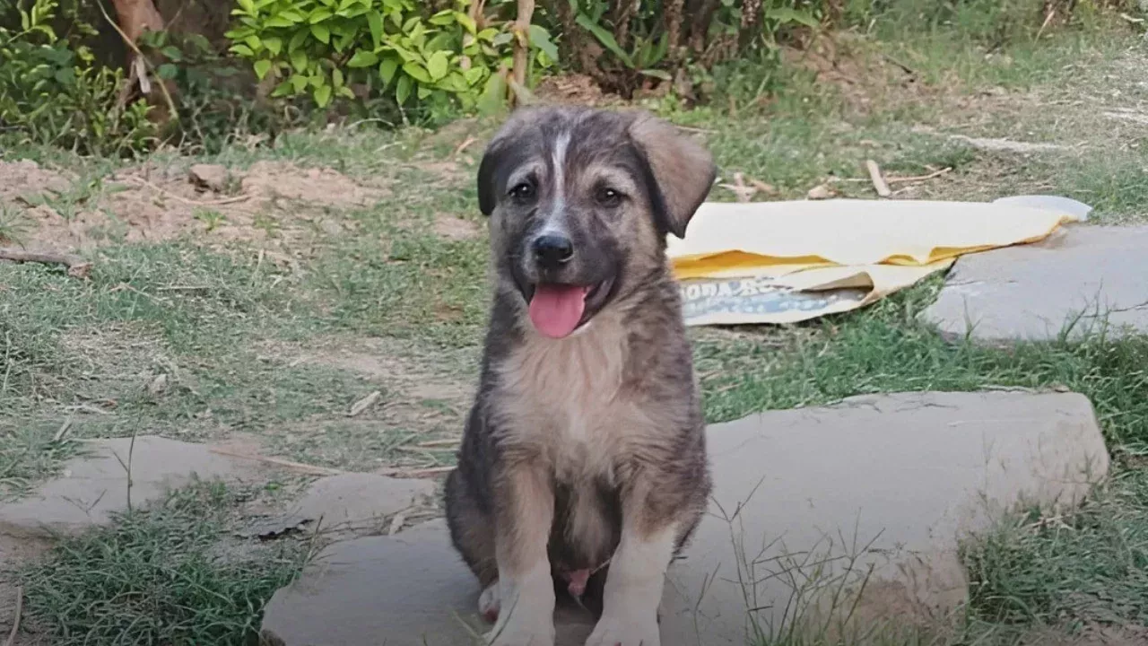 The puppy saved the lives of 67 people