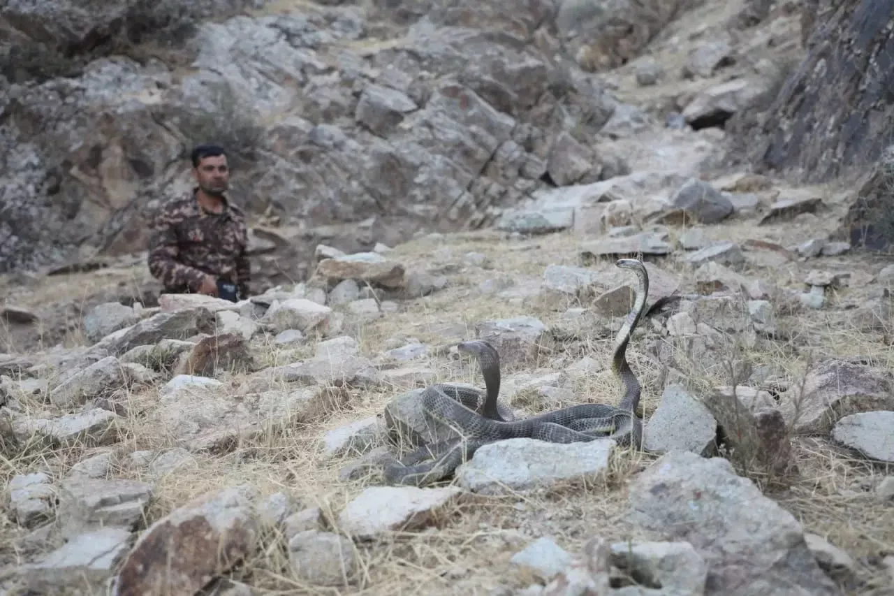 Central Asian cobras returned to nature