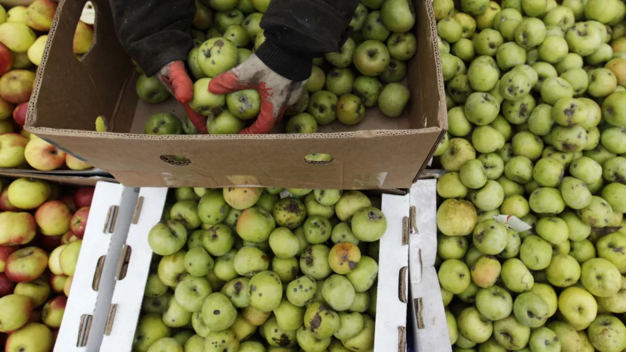 There is a shortage of labor in the harvest season in Russia