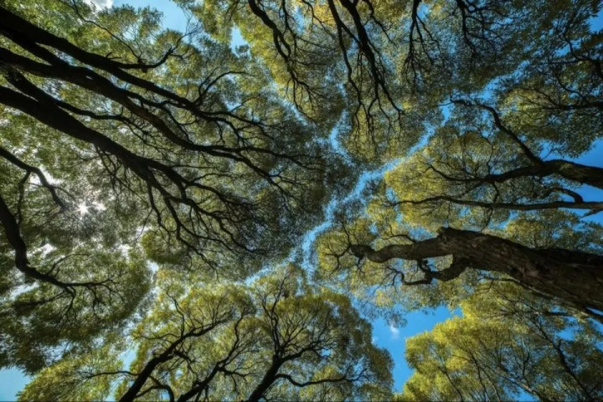 Free courses on ecology have started in Tashkent