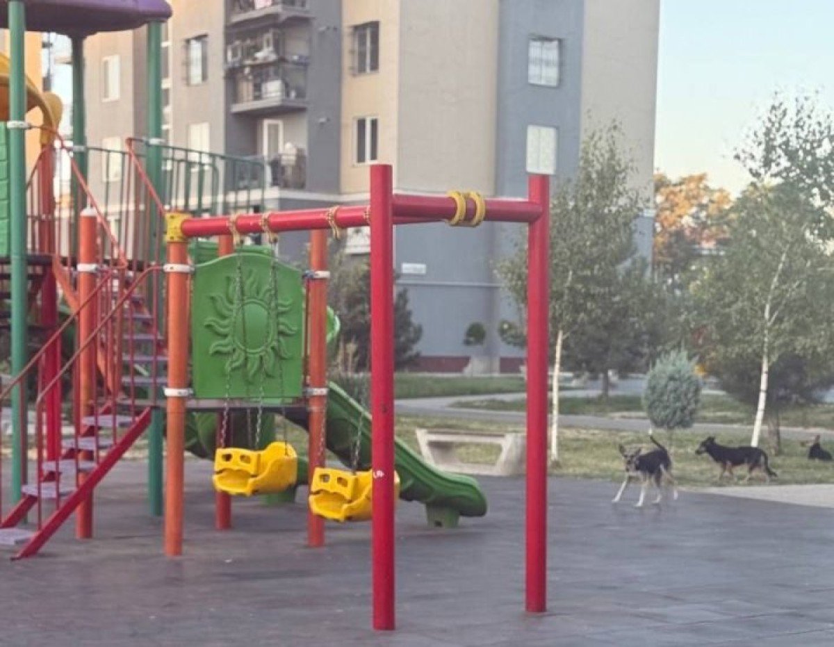 Almazar ko‘chalarida itlar xavfsizlikni ta’minlamayapti