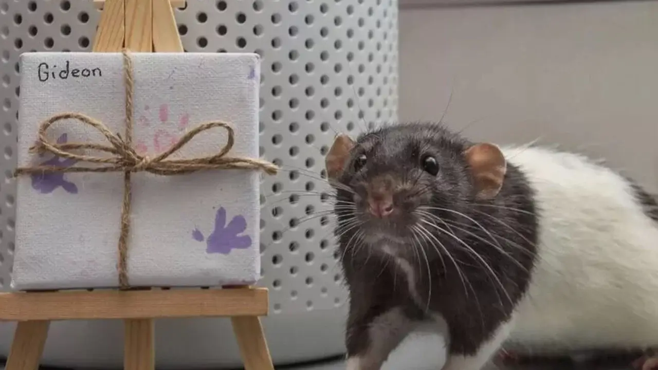 Ella earned big income with pictures of rats