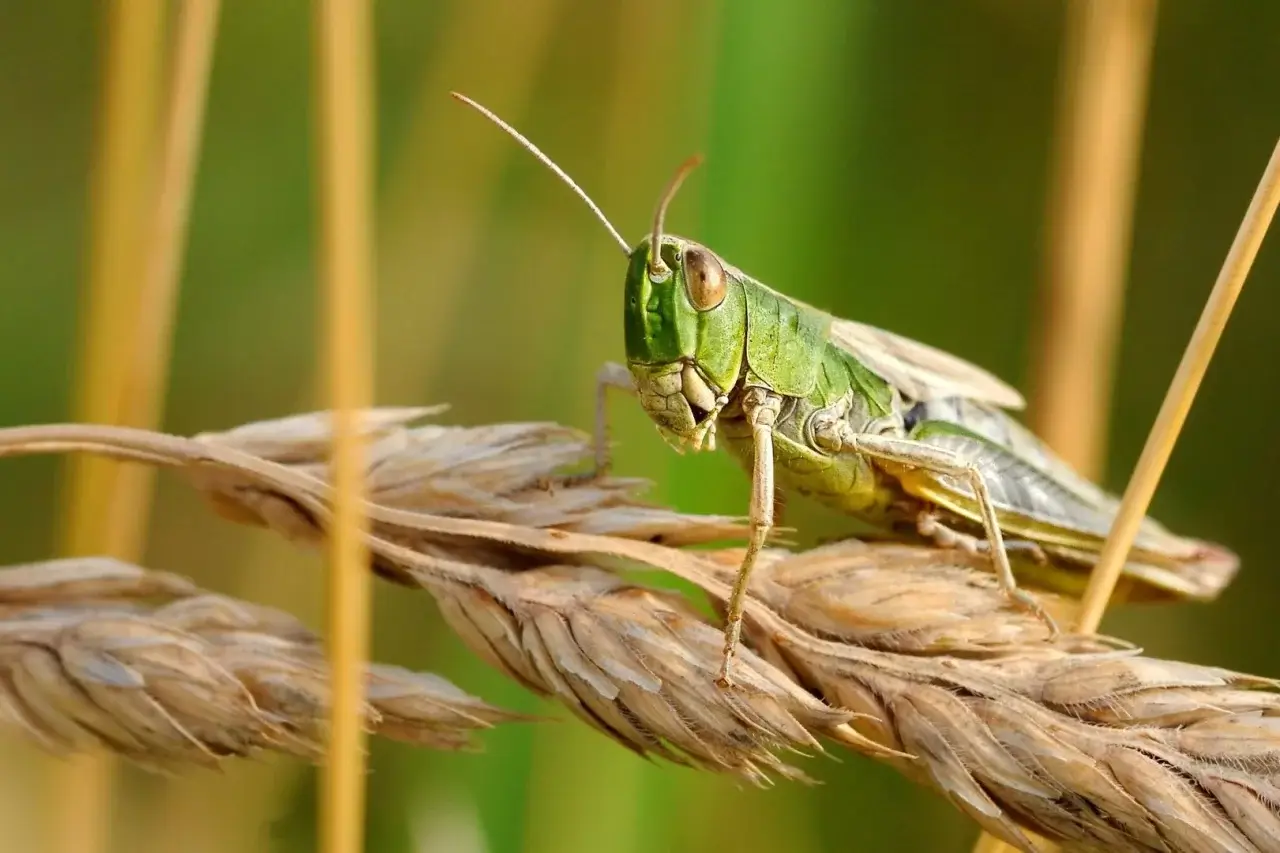 Locusts are damaging the Uzbekistan border in Kyrgyzstan