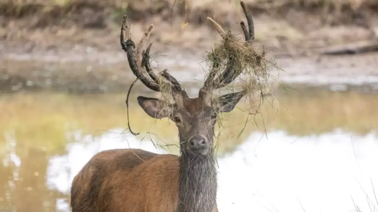 Unusually appearing mutant deer have appeared in the USA